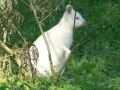 das Albino Känguru